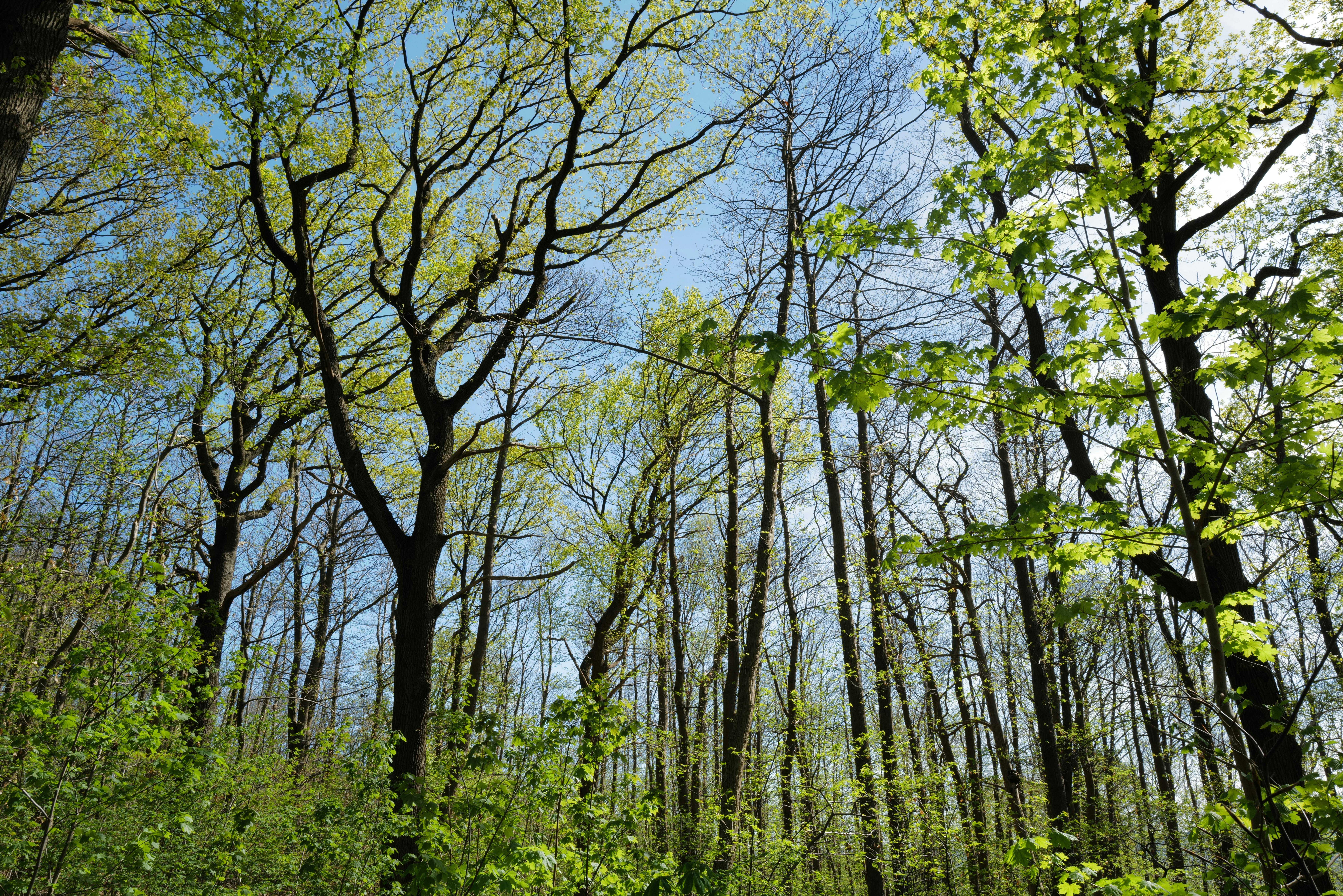 Coudekerque-Branche