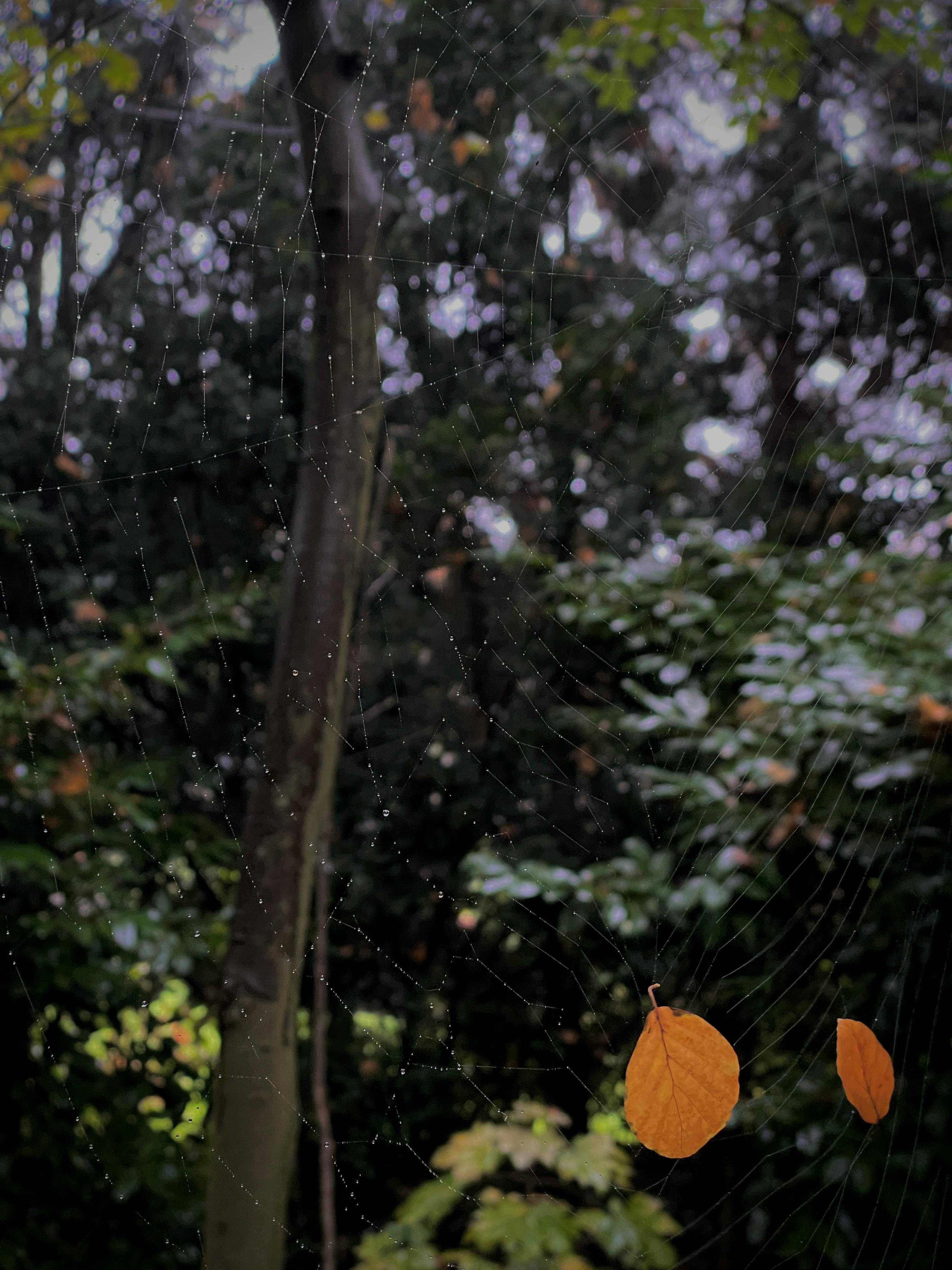 Hengelo