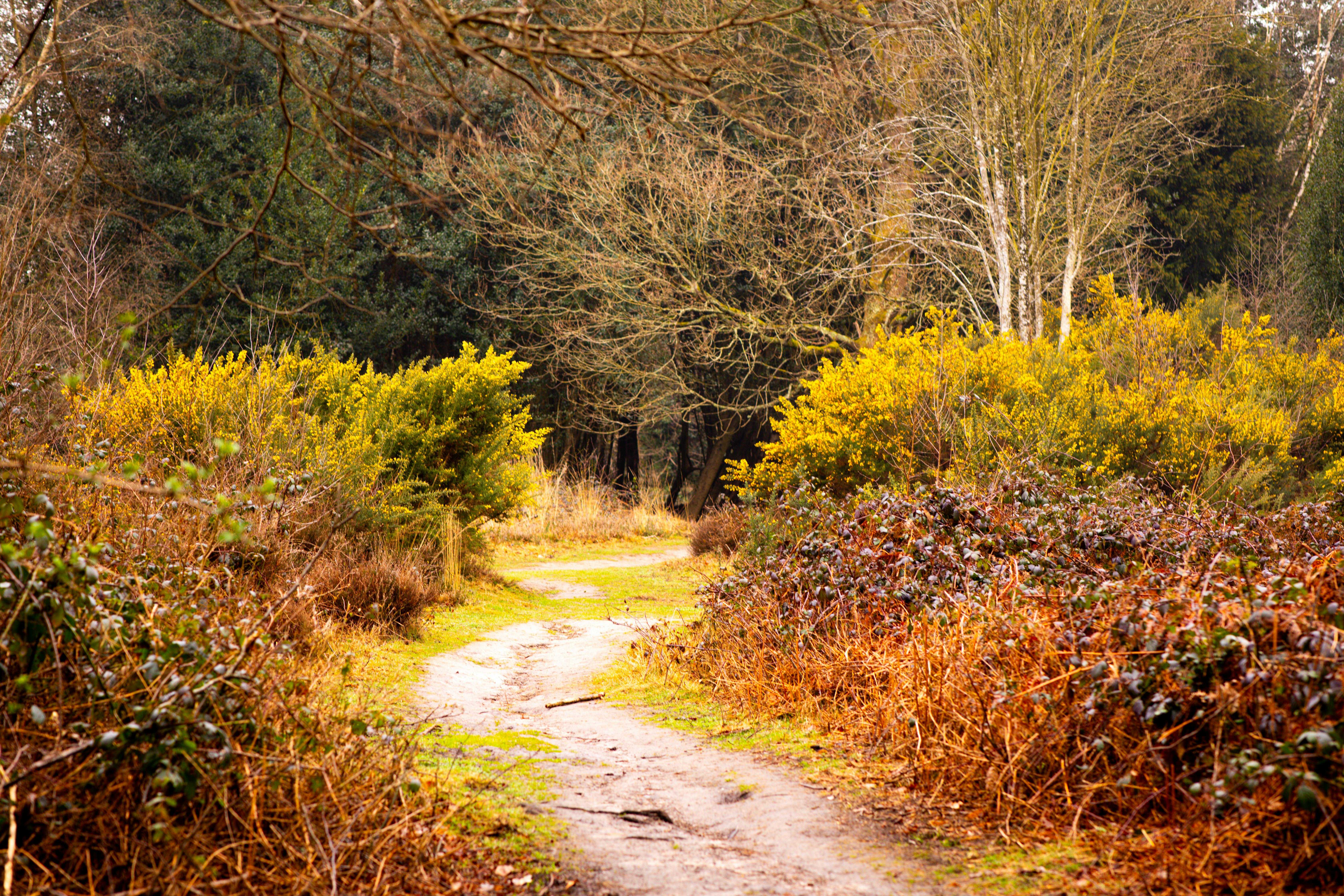 Royal Tunbridge Wells