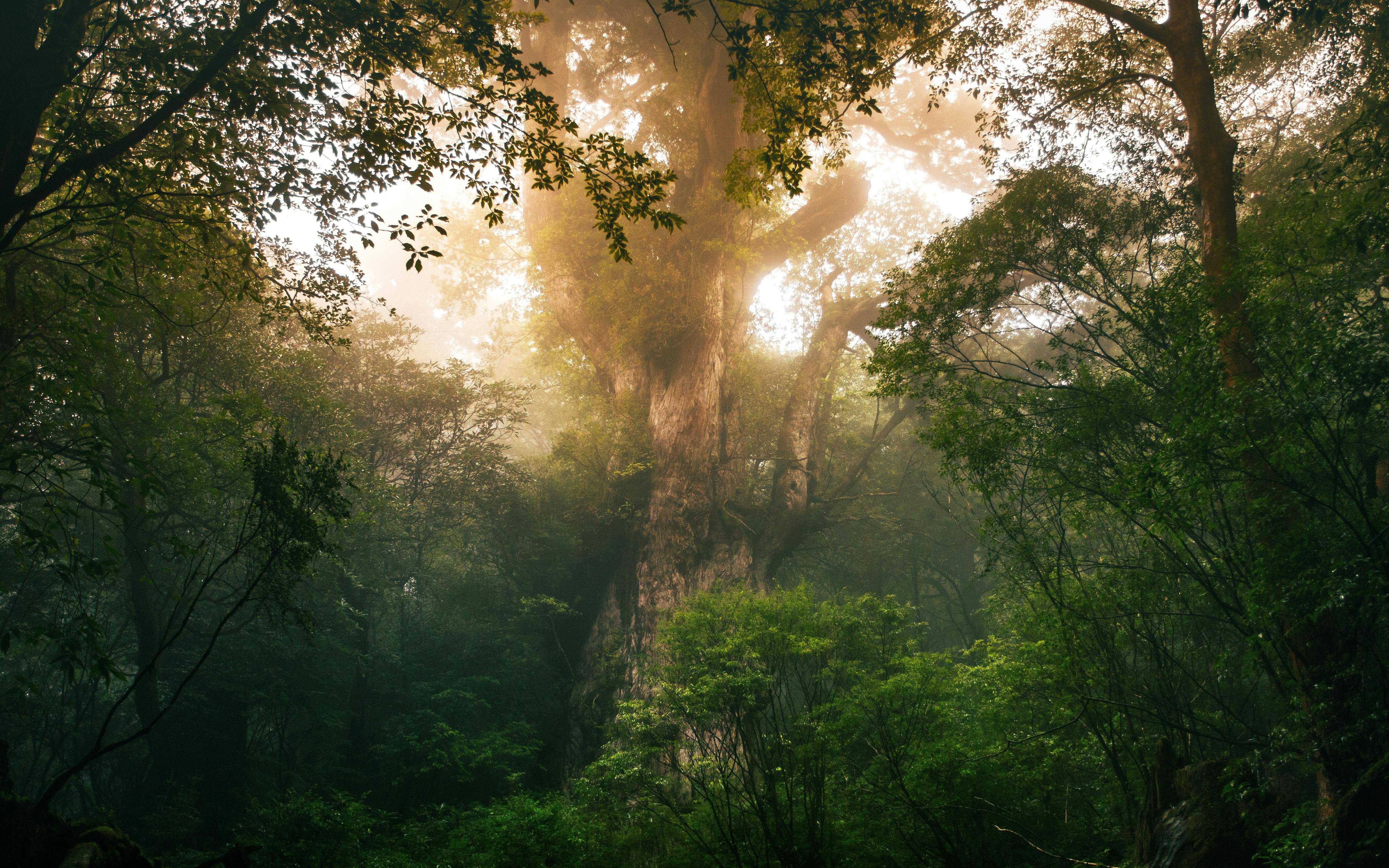 Yakushima